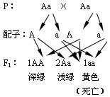 遗传学的研究知道,大豆子叶的颜色受一对等位基因控制,基因型AA的个体呈深绿色,基因型为Aa的个体呈浅绿色;基因型为aa的个体呈黄色,以致在幼苗阶段死 遗传学的研究知道,大豆子叶的颜色受一对等位基因控制,基因型AA的个体呈深绿色,基因型为Aa的个体呈浅绿色;基因型为aa的个体呈黄色,以致在幼苗阶段死