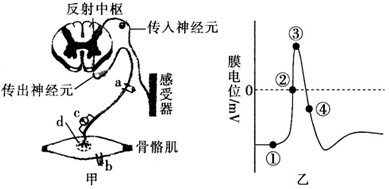图甲是反射弧结构模式图,a、b分别是放置在传出神经元和骨骼肌上的电极,用于刺激神经和骨骼肌;c是放置在传出神经元上的电表,用于记录神经兴奋电位变化。请分析 图甲是反射弧结构模式图,a、b分别是放置在传出神经元和骨骼肌上的电极,用于刺激神经和骨骼肌;c是放置在传出神经元上的电表,用于记录神经兴奋电位变化。请分析
