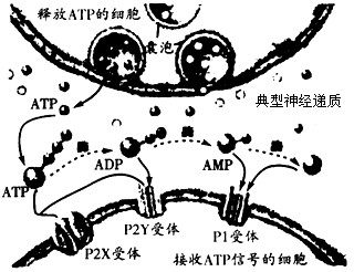 研究证实ATP既是“能量通货”,也可作为神经细胞间信息传递中的一种信号分子,其作为信号分子的作用机理如图所示,请分析回答下列问题: 研究证实ATP既是“能量通货”,也可作为神经细胞间信息传递中的一种信号分子,其作为信号分子的作用机理如图所示,请分析回答下列问题:
