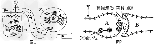 图1是分泌细胞(甲)分泌的某种物质(①)与靶细胞(乙)结合的示意图,图2是突触示意图。据图回答问题:(1)分泌细胞的分泌物与靶细 图1是分泌细胞(甲)分泌的某种物质(①)与靶细胞(乙)结合的示意图,图2是突触示意图。据图回答问题:(1)分泌细胞的分泌物与靶细