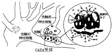 氨基丁酸(GABA)作为哺乳动物中枢神经系统中广泛分布的神经递质,在控制疼痛方面的作用不容忽视,其作用机理如下图所示:(1)GA 氨基丁酸(GABA)作为哺乳动物中枢神经系统中广泛分布的神经递质,在控制疼痛方面的作用不容忽视,其作用机理如下图所示:(1)GA
