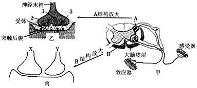 下图是一个反射弧和突触的结构示意图,根据图示信息回答下列问题:(1)图甲中的感受器接受刺激后,接受刺激部位的膜内外电位变化为:膜 下图是一个反射弧和突触的结构示意图,根据图示信息回答下列问题:(1)图甲中的感受器接受刺激后,接受刺激部位的膜内外电位变化为:膜