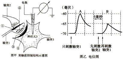 下图是运动神经元的突触前抑制机理示意图,请据图回答有关问题。(1)完成神经调节活动的结构基础是_______________。(2)下列能正确表 下图是运动神经元的突触前抑制机理示意图,请据图回答有关问题。(1)完成神经调节活动的结构基础是_______________。(2)下列能正确表