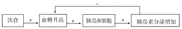 下丘脑在维持内环境稳态中起关键作用。如图1表示下丘脑-垂体系统,1~4表示神经元,5表示神经中枢。图2是图1中神经元1和2相互接触部分的放大。请分析 下丘脑在维持内环境稳态中起关键作用。如图1表示下丘脑-垂体系统,1~4表示神经元,5表示神经中枢。图2是图1中神经元1和2相互接触部分的放大。请分析