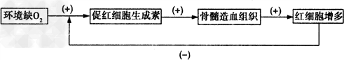 兴奋剂是国际体育界对所有违禁药物的总称,包含种类很多,常用的兴奋剂有:刺激剂、麻醉剂、雄性激素、利尿剂、促红细胞生成素等。兴奋剂的使用会对运动员的身 兴奋剂是国际体育界对所有违禁药物的总称,包含种类很多,常用的兴奋剂有:刺激剂、麻醉剂、雄性激素、利尿剂、促红细胞生成素等。兴奋剂的使用会对运动员的身
