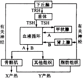 根据人体下丘脑、垂体调节的主要途径示意图回答问题:(1)图中TRH是_________,B是_________。(2)寒冷环境中 根据人体下丘脑、垂体调节的主要途径示意图回答问题:(1)图中TRH是_________,B是_________。(2)寒冷环境中