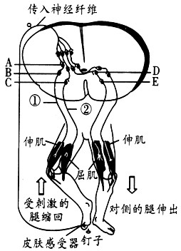 屈反射是一种保护性反射,它使肢体从伤害性刺激上缩回,以保护肢体不受伤害性刺激所损伤。下图表示屈反射的反射弧,分析回答:(1)神经冲动从神经元A传 屈反射是一种保护性反射,它使肢体从伤害性刺激上缩回,以保护肢体不受伤害性刺激所损伤。下图表示屈反射的反射弧,分析回答:(1)神经冲动从神经元A传