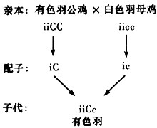 鸡的羽毛有白色和有色等性状,显性基因I是抑制基因,显性基因C是有色羽基因,隐性基因c是白羽基因,且这两对基因分别位于两对同源染色体上。当I和C同时存 鸡的羽毛有白色和有色等性状,显性基因I是抑制基因,显性基因C是有色羽基因,隐性基因c是白羽基因,且这两对基因分别位于两对同源染色体上。当I和C同时存