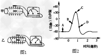 神经冲动在神经纤维上是以局部电流的形式传导的。将连接灵敏电流计的导线两端分别置于神经纤维的外表面和内部,可测量神经纤维膜内外电位变化,图1所示即为测 神经冲动在神经纤维上是以局部电流的形式传导的。将连接灵敏电流计的导线两端分别置于神经纤维的外表面和内部,可测量神经纤维膜内外电位变化,图1所示即为测