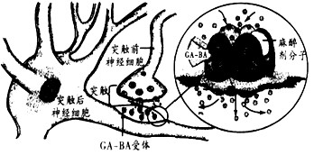 氨基丁酸(GA-BA)作为哺乳动物中枢神经系统中广泛分布的神经递质,在控制疼痛方面的作用不容忽视,其作用机理如下图所示。请回答有关问题: 氨基丁酸(GA-BA)作为哺乳动物中枢神经系统中广泛分布的神经递质,在控制疼痛方面的作用不容忽视,其作用机理如下图所示。请回答有关问题:
