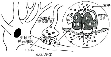 氨基丁酸(GABA)作为哺乳动物中枢神经系统中广泛分布的神经递质,在控制疼痛方面的作用不容忽视,其作用机理如下图所示。请回答有关问题:(1)GA 氨基丁酸(GABA)作为哺乳动物中枢神经系统中广泛分布的神经递质,在控制疼痛方面的作用不容忽视,其作用机理如下图所示。请回答有关问题:(1)GA