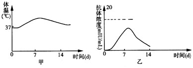 如图甲、乙分别表示我国医学工作者自主研制甲型H1N1流感疫苗过程中,某志愿者接种疫苗后两周内体温和抗体浓度的变化。下列说法不正确的是 如图甲、乙分别表示我国医学工作者自主研制甲型H1N1流感疫苗过程中,某志愿者接种疫苗后两周内体温和抗体浓度的变化。下列说法不正确的是