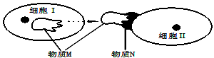 下图表示两细胞间发生某种信息传递的过程。细胞Ⅰ、Ⅱ以及物质M、N的名称与图示含义相符的是①胰岛A细胞、肝细胞、胰高血糖素、肝糖原 ②浆细胞、肺结核杆菌、抗 下图表示两细胞间发生某种信息传递的过程。细胞Ⅰ、Ⅱ以及物质M、N的名称与图示含义相符的是①胰岛A细胞、肝细胞、胰高血糖素、肝糖原 ②浆细胞、肺结核杆菌、抗