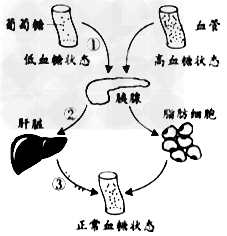 血糖平衡对机体生命活动具有重要作用。下图是血糖调控模式图,据图回答: (1)当机体处于低血糖状态时,如果机体通过途径①→②→③使血糖水平恢复正常 血糖平衡对机体生命活动具有重要作用。下图是血糖调控模式图,据图回答: (1)当机体处于低血糖状态时,如果机体通过途径①→②→③使血糖水平恢复正常