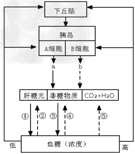 下图为人体内血糖的调节示意图,序号表示生理过程,字母表示两种与血糖调节有关的激素。请据图回答:(1)当人体内环境中血糖浓度升高时 下图为人体内血糖的调节示意图,序号表示生理过程,字母表示两种与血糖调节有关的激素。请据图回答:(1)当人体内环境中血糖浓度升高时