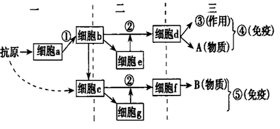 下图表示人体的特异性免疫过程,请据图作答(1)a 是________细胞;b是_______细胞,c是________细胞,d是________ 下图表示人体的特异性免疫过程,请据图作答(1)a 是________细胞;b是_______细胞,c是________细胞,d是________