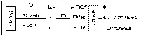 人体内环境稳态的维持,依赖于各个器官、系统的协调活动,而信息分子是它们之间的“语言”。请结合下图回答下列问题。(1)图中①表示_ 人体内环境稳态的维持,依赖于各个器官、系统的协调活动,而信息分子是它们之间的“语言”。请结合下图回答下列问题。(1)图中①表示_