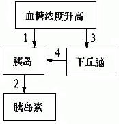 下图是血糖升高后,体内发生的调节过程示意图,请据图回答:(1)正常人的空腹血糖值范围是_________g/L。(2)人体内 下图是血糖升高后,体内发生的调节过程示意图,请据图回答:(1)正常人的空腹血糖值范围是_________g/L。(2)人体内