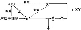 下图表示人体内某些淋巴细胞的分化和免疫过程,a、b、c、d、e表示细胞,X、Y、Z表示物质。请分析并回答:(1)图中c表示的是_ 下图表示人体内某些淋巴细胞的分化和免疫过程,a、b、c、d、e表示细胞,X、Y、Z表示物质。请分析并回答:(1)图中c表示的是_
