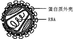 人类认识病毒的时间不是很长,但在与病毒的战斗却是成绩斐然。阅读资料,回答问题:资料(一):2006年11月以来,日本、新加坡、意大利等地相继发生了诺瓦克病 人类认识病毒的时间不是很长,但在与病毒的战斗却是成绩斐然。阅读资料,回答问题:资料(一):2006年11月以来,日本、新加坡、意大利等地相继发生了诺瓦克病