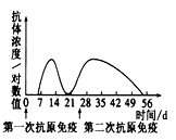 一般情况下,用抗原免疫机体,血清中抗体浓度会发生相应变化。如果第二次免疫与第一次免疫所用的抗原相同且剂量相等,下列四图中能正确表示血清中抗体浓度变化的是 一般情况下,用抗原免疫机体,血清中抗体浓度会发生相应变化。如果第二次免疫与第一次免疫所用的抗原相同且剂量相等,下列四图中能正确表示血清中抗体浓度变化的是