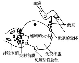 科学研究表明:精神因素(焦虑、紧张等的心理应激)会使T细胞活性下降,对病毒、真菌感染的抵抗能力和对肿瘤细胞的监控能力下降,还间接引起机体生成抗体的能 科学研究表明:精神因素(焦虑、紧张等的心理应激)会使T细胞活性下降,对病毒、真菌感染的抵抗能力和对肿瘤细胞的监控能力下降,还间接引起机体生成抗体的能