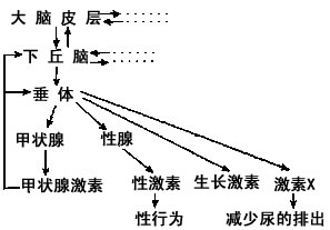 请根据下图中的信息回答:(1)当细胞外液渗透压过高时,上图中激素X—_________的含量增加;同时________产生渴感, 请根据下图中的信息回答:(1)当细胞外液渗透压过高时,上图中激素X—_________的含量增加;同时________产生渴感,