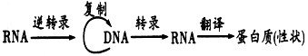 艾滋病病毒(HIV)是一种RNA病毒。下图表示HIV通过T淋巴细胞表面的CD4受体识别T淋巴细胞并侵染的过程,其中①~⑧表示相关的生理过程。请据图分 艾滋病病毒(HIV)是一种RNA病毒。下图表示HIV通过T淋巴细胞表面的CD4受体识别T淋巴细胞并侵染的过程,其中①~⑧表示相关的生理过程。请据图分