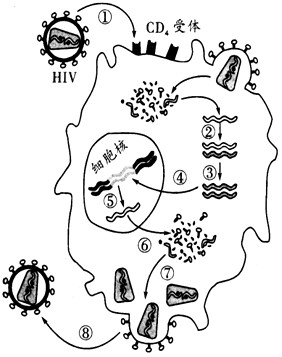 艾滋病病毒(HIV)是一种RNA病毒。下图表示HIV通过T淋巴细胞表面的CD4受体识别T淋巴细胞并侵染的过程,其中①~⑧表示相关的生理过程。请据图分 艾滋病病毒(HIV)是一种RNA病毒。下图表示HIV通过T淋巴细胞表面的CD4受体识别T淋巴细胞并侵染的过程,其中①~⑧表示相关的生理过程。请据图分