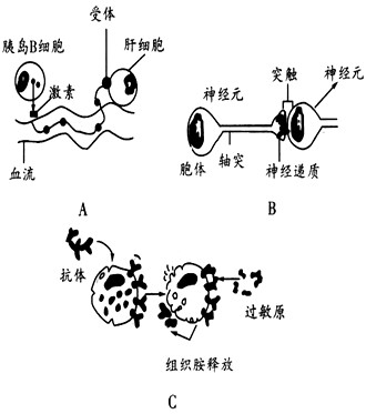 细胞间的信息传递与生物膜的结构与功能密切相关。细胞间的信息传递对于多细胞生物体调节生命活动是必需的。下图是几种细胞间的信息传递的实例: 细胞间的信息传递与生物膜的结构与功能密切相关。细胞间的信息传递对于多细胞生物体调节生命活动是必需的。下图是几种细胞间的信息传递的实例: