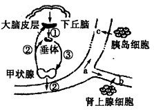 下图是维持人体稳态的部分示意图。请据图回答问题:(1)正常机体血液中②的含量变化对①、③的分泌起调节作用,此种调控方式为____ 下图是维持人体稳态的部分示意图。请据图回答问题:(1)正常机体血液中②的含量变化对①、③的分泌起调节作用,此种调控方式为____