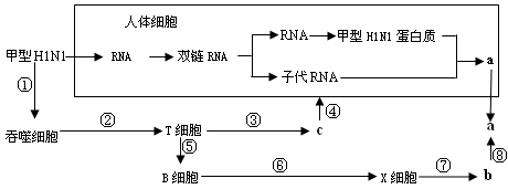 去年世界上发现了能感染人类的高致病性甲型H1N1流感病毒。我国参与了抗击甲型H1N1流感的国际性合作,并已经研制出甲型H1N1流感疫苗。下图所示为甲 去年世界上发现了能感染人类的高致病性甲型H1N1流感病毒。我国参与了抗击甲型H1N1流感的国际性合作,并已经研制出甲型H1N1流感疫苗。下图所示为甲
