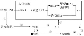 2009年世界上发现了能感染人类的高致病性甲型H1N1流感病毒。我国参与了抗击甲型H1N1流感的国际性合作,并已经研制出甲型H1N1流感疫苗。下图所 2009年世界上发现了能感染人类的高致病性甲型H1N1流感病毒。我国参与了抗击甲型H1N1流感的国际性合作,并已经研制出甲型H1N1流感疫苗。下图所