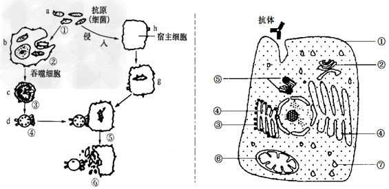 下图为某病毒侵入机体被杀伤过程图解,据图回答:(1)效应T细胞与靶细胞密切接触,激活靶细胞内溶酶体酶,导致靶细胞裂解死亡,通过该 下图为某病毒侵入机体被杀伤过程图解,据图回答:(1)效应T细胞与靶细胞密切接触,激活靶细胞内溶酶体酶,导致靶细胞裂解死亡,通过该