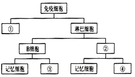 下图表示人体内免疫细胞组成的概念图,据图回答:(1)人体内的免疫细胞是由骨髓中的____分化形成的,各种免疫细胞彤态和功能不同,根本原因是___ 下图表示人体内免疫细胞组成的概念图,据图回答:(1)人体内的免疫细胞是由骨髓中的____分化形成的,各种免疫细胞彤态和功能不同,根本原因是___