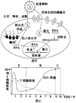 艾滋病是一种免疫缺陷病,是由人类免疫缺陷病毒(HIV)引起的,死亡率极高。下图甲表示艾滋病病毒(HIV)侵染人体淋巴细胞及其增殖过程示意图。下图乙表 艾滋病是一种免疫缺陷病,是由人类免疫缺陷病毒(HIV)引起的,死亡率极高。下图甲表示艾滋病病毒(HIV)侵染人体淋巴细胞及其增殖过程示意图。下图乙表
