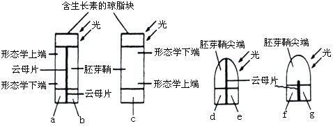假设下图中两个含生长素(IAA)的琼脂块和两个胚芽鞘尖端所产生的生长素含量相同,则一段时间后对a、b、c、d、e、f、g空白琼脂块中的生长素含量的分析正确 假设下图中两个含生长素(IAA)的琼脂块和两个胚芽鞘尖端所产生的生长素含量相同,则一段时间后对a、b、c、d、e、f、g空白琼脂块中的生长素含量的分析正确