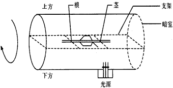 将一玉米幼苗固定在支架上,支架固定在温度、湿度适宜且底部有一透光孔的暗室内,从图3-2-1所示状态开始,光源随暗室同步缓慢匀速旋转,几天后停止于起始 将一玉米幼苗固定在支架上,支架固定在温度、湿度适宜且底部有一透光孔的暗室内,从图3-2-1所示状态开始,光源随暗室同步缓慢匀速旋转,几天后停止于起始