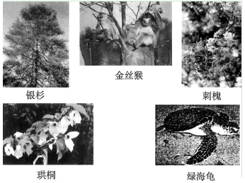 图4是几种野生动植物图片,请认真看图并回答: 图4图4中__________是我国珍贵稀有的动物;图4中_________ 图4是几种野生动植物图片,请认真看图并回答: 图4图4中__________是我国珍贵稀有的动物;图4中_________