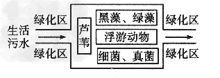 地球的“肾脏”—湿地,是富有生物多样性、多功能的生态系统,包括自然湿地和人工湿地两大类。对于净化水源、蓄洪抗旱等都有着重要的作用。下图是某城市为净化 地球的“肾脏”—湿地,是富有生物多样性、多功能的生态系统,包括自然湿地和人工湿地两大类。对于净化水源、蓄洪抗旱等都有着重要的作用。下图是某城市为净化