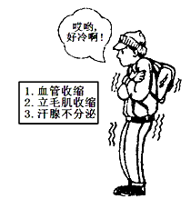 下图表示人处于寒冷环境时,皮肤发生的主要变化。请分析回答:(1)皮肤出现上述反应的意义是____________。(2)体温调节过程中,某些激素 下图表示人处于寒冷环境时,皮肤发生的主要变化。请分析回答:(1)皮肤出现上述反应的意义是____________。(2)体温调节过程中,某些激素
