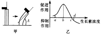 图甲是将含有生长素的琼脂块放在切去尖端的胚芽鞘的一侧,胚芽鞘弯曲的情况(弯曲角度用A表示);图乙是生长素对胚芽鞘生长的促进作用示意图,由此我们可以判 图甲是将含有生长素的琼脂块放在切去尖端的胚芽鞘的一侧,胚芽鞘弯曲的情况(弯曲角度用A表示);图乙是生长素对胚芽鞘生长的促进作用示意图,由此我们可以判