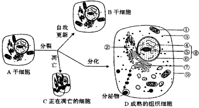 下图表示干细胞的三个发育途径。据图回答下列问题:(1)由A细胞形成的B细胞仍然保持着其特有的_______能力,A细胞到C细胞的过程 下图表示干细胞的三个发育途径。据图回答下列问题:(1)由A细胞形成的B细胞仍然保持着其特有的_______能力,A细胞到C细胞的过程