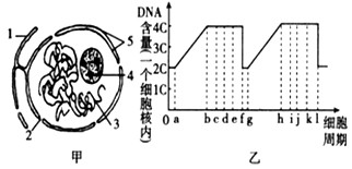 下图中的甲图为典型的细胞核及其周围部分结构示意图;乙图为有丝分裂过程中一个细胞核中DNA含量变化曲线。请据图回答:(1)假设甲图 下图中的甲图为典型的细胞核及其周围部分结构示意图;乙图为有丝分裂过程中一个细胞核中DNA含量变化曲线。请据图回答:(1)假设甲图