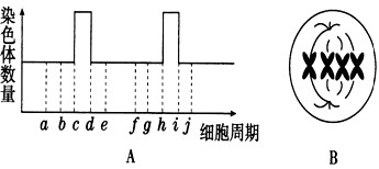 下图中A与B表示某生物细胞分裂过程中染色体的动态变化过程。(1)一个完整的细胞周期从_____开始到______结束。(2)图A 下图中A与B表示某生物细胞分裂过程中染色体的动态变化过程。(1)一个完整的细胞周期从_____开始到______结束。(2)图A
