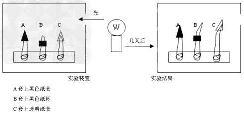 给你一个小纸盒,三株生长在培养皿中的2cm高的玉米苗,透明纸套,黑色环套,黑色不透明纸套各一个,一盏100w的台灯,请你设计一个实验装置,验证玉米幼苗胚芽 给你一个小纸盒,三株生长在培养皿中的2cm高的玉米苗,透明纸套,黑色环套,黑色不透明纸套各一个,一盏100w的台灯,请你设计一个实验装置,验证玉米幼苗胚芽