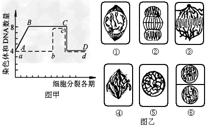 图甲是植物细胞有丝分裂一个细胞周期中核内染色体及DNA数量变化曲线图,图乙是细胞分裂图像。据图回答下列问题:(1)图甲中实线AB 图甲是植物细胞有丝分裂一个细胞周期中核内染色体及DNA数量变化曲线图,图乙是细胞分裂图像。据图回答下列问题:(1)图甲中实线AB