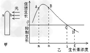 如图所示,甲图表示胚芽鞘受到单侧光的照射,乙图表示不同浓度生长素溶液对胚芽鞘生长的影响,如果甲图中b处的生长素浓度为m,设a处的生长素浓度为X,则 如图所示,甲图表示胚芽鞘受到单侧光的照射,乙图表示不同浓度生长素溶液对胚芽鞘生长的影响,如果甲图中b处的生长素浓度为m,设a处的生长素浓度为X,则