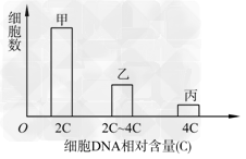 细胞增殖过程中DNA含量会发生变化。通过测定一定数量细胞的DNA含量,可分析其细胞周期。根据细胞DNA含量不同,将某种连续增殖的细胞株细胞分为三组,每组的 细胞增殖过程中DNA含量会发生变化。通过测定一定数量细胞的DNA含量,可分析其细胞周期。根据细胞DNA含量不同,将某种连续增殖的细胞株细胞分为三组,每组的