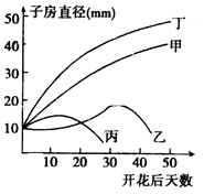 如图表示黄瓜植株上4枚雌蕊的子房发育曲线,其中甲、乙两枚已经授粉,丙、丁未授粉,但在丁柱头上涂抹了一定浓度的生长素溶液。其中能发育成无子黄瓜的是 如图表示黄瓜植株上4枚雌蕊的子房发育曲线,其中甲、乙两枚已经授粉,丙、丁未授粉,但在丁柱头上涂抹了一定浓度的生长素溶液。其中能发育成无子黄瓜的是
